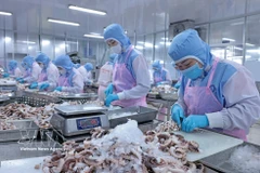 Processing octopus for export to the Japanese market at Huy Nam Company in An Giang (Photo: VNA)