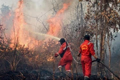 Firefighters work to extinguish a wildfire on peatland in Rimba Panjang, Indonesia's Riau province, on July 20, 2025. (Photo: AFP/VNA) 
