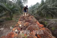 Workers harvest oil palm fruit at a plantation in Pelalawan, Riau Province, Indonesia. (Photo: AFP/VNA)