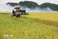 Farmers harvest rice in Lam Dong province. (Photo: VNA) 