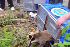 All the released wildlife species are naturally found in Tam Dao National Park. (Photo: Quan Doi Nhan Dan)