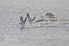 Rare spot-billed pelicans appear at Tram Chim National Park after six years of absence. (Photo: VNA) 