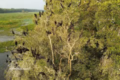 Tram Chim National Park steps up wetland restoration efforts (Photo: VNA)