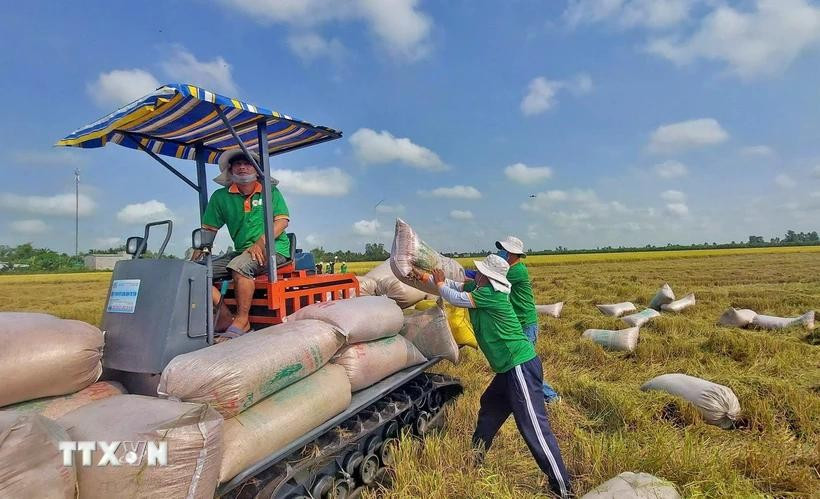Farmers in Thoai Son district, An Giang province, harvest the 2025 Winter-Spring rice crop. (Photo: VNA)