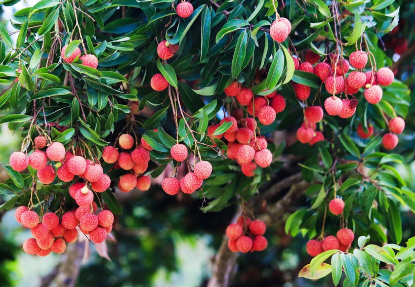 In Bac Giang province, 16,000 ha of lychee are cultivated under VietGAP standards, 204 ha meet GlobalGAP certification, and 10 ha are grown using organic methods. (Photo: tapchicongthuong.vn) 