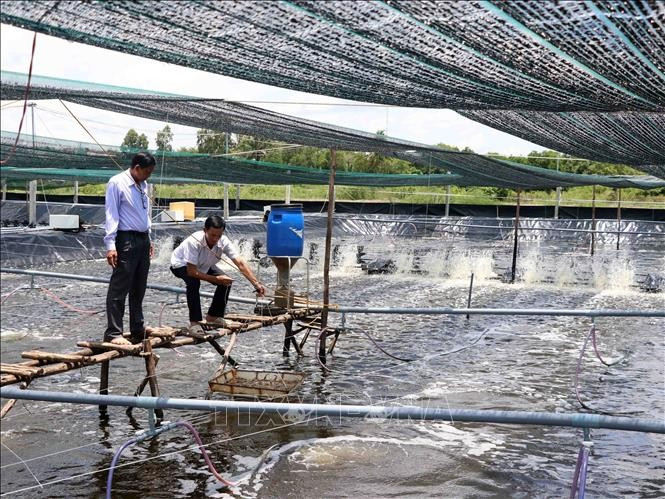 An ultra-intensive shrimp farming model linked with environmental protection in Ca Mau province. (Photo: VNA)