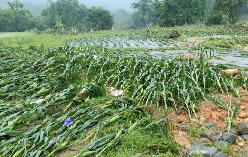 Large areas of crops are flattened and damaged following heavy rain from the night of May 18 into the early hours of May 19, 2026. (Photo published by VNA)