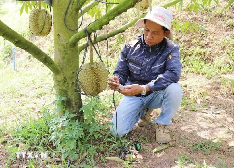 A technician at Sakura Farm (Dong Khanh Son commune, Khanh Hoa province) uses equipment to test, analyse, and diagnose the “health” of durian-growing soil, providing accurate indicators and timely treatment recommendations. (Photo: VNA)