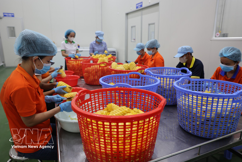 Pre-processing fruits for juice production at Wana Beverage JSC, Chau Duc Industrial Park, Ho Chi Minh City. (Photo: VNA)