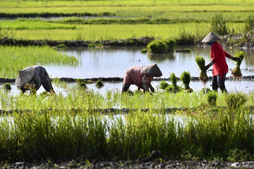 Farmers plant rice in a paddy field on June 28, 2024, at Lambaro in Aceh. (Photo: The Jakarta Post)