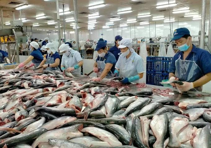Processing pangasius fish for export. (Photo: sggp.org.vn)