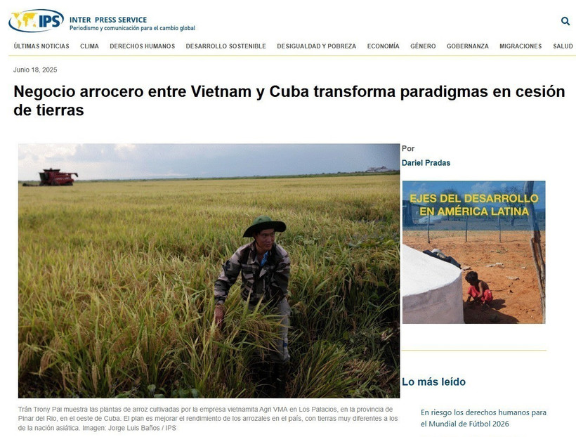 An article published by Cuba’s Inter Press Service (IPS) spotlights the promising results of a unique rice cooperation model with Vietnam, as Cuba ramps up efforts to improve national food security. (Photo: Screenshot)