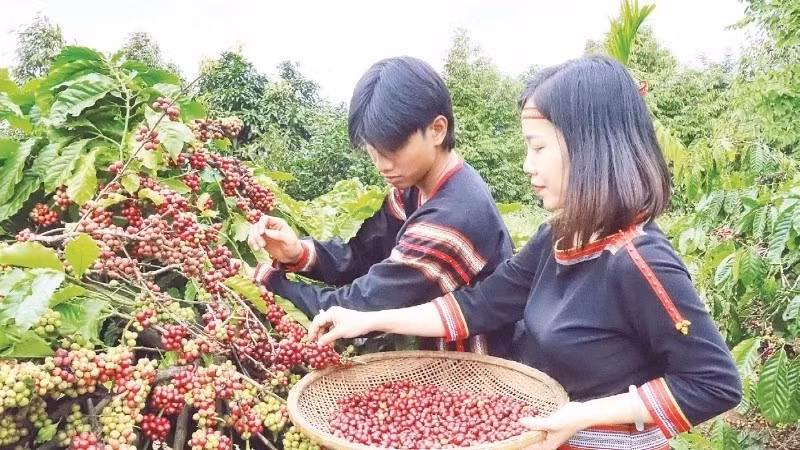 In March 2025, the Ministry of Culture, Sports and Tourism recognises “the knowledge of coffee cultivation and processing in Dak Lak” as a national intangible cultural heritage. (Photo: nhandan.vn)