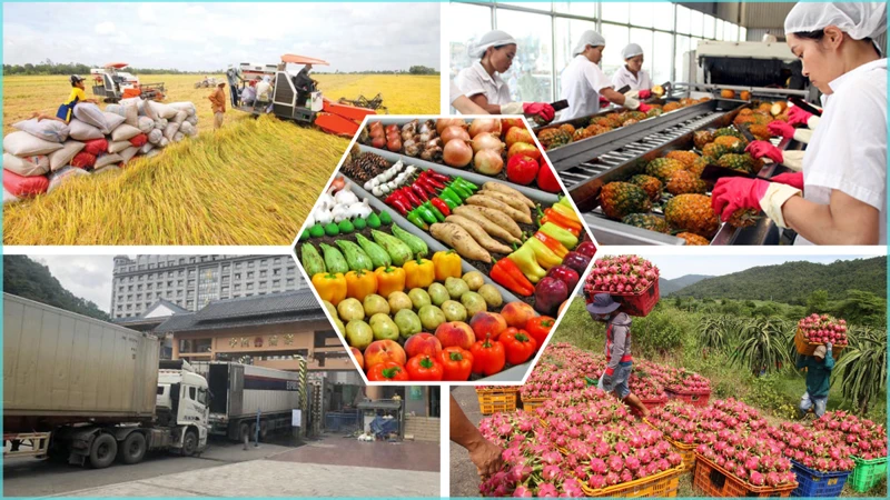 Vietnam to diversify markets for agricultural products amid global trade shifts. (Photo: VNA)