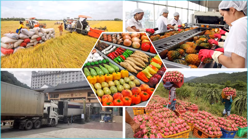 Vietnam to diversify markets for agricultural products amid global trade shifts. (Photo: VNA)