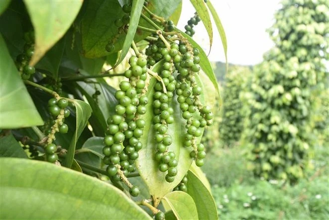 Dak Nong is one of the leading provinces in Vietnam for pepper production. (Photo: VNA)