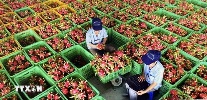 Preliminary processing of dragon fruit for export packaging. (Photo: VNA)