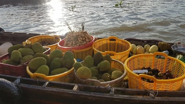 Kon Tum Province is implementing stricter quality control measures for durian and jackfruit exports following a warning from China about food safety shortfalls in some Vietnamese durian shipments. (Photo: VNA) 