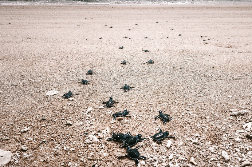 Baby turtles return to the sea in Nui Chua National Park, Vinh Hai commune, Khanh Hoa province. (Photo: VNA)