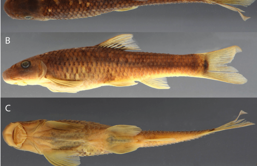Sucker-mouthed minnow (Supradiscus varidiscus). (Photo: researchgate.net)