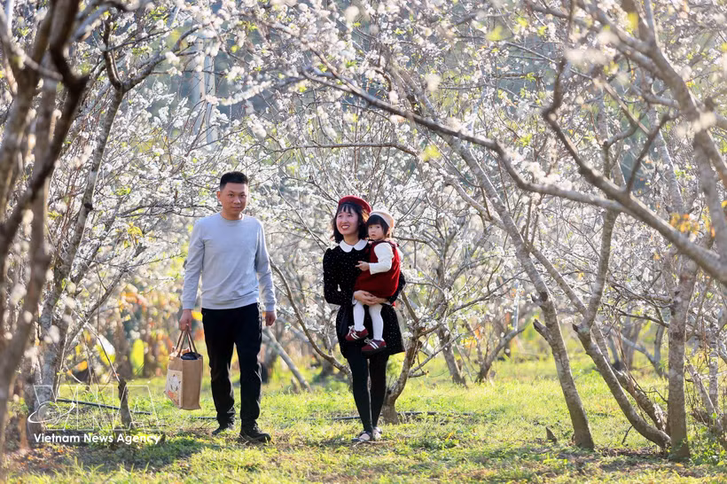 Visitors explore blooming plum orchards in Hom hamlet, Chieng Coi ward, Son La province. (Photo: VNA)