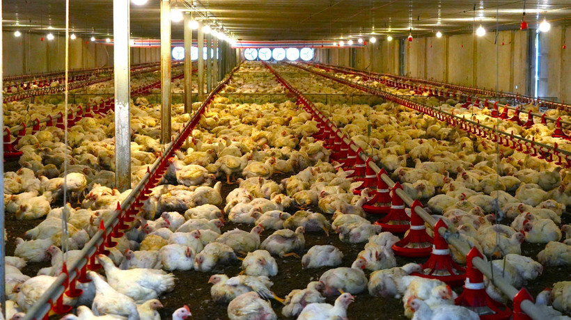 Advanced technology is widely applied at concentrated livestock farms in Tay Ninh. (Photo: VNA)