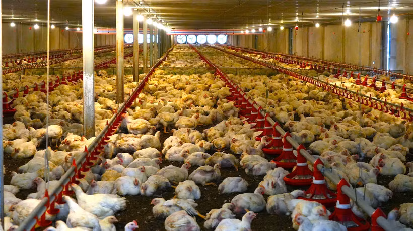 Advanced technology is widely applied at concentrated livestock farms in Tay Ninh. (Photo: VNA)