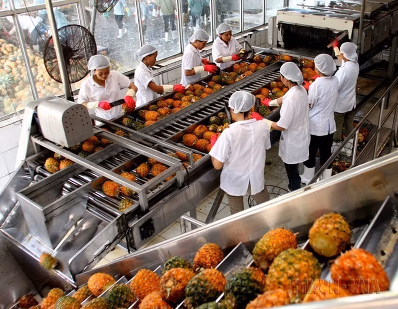Workers process pineapples for export at Dong Giao Foodstuff Export JSC in Ninh Binh province. (Photo: VNA)