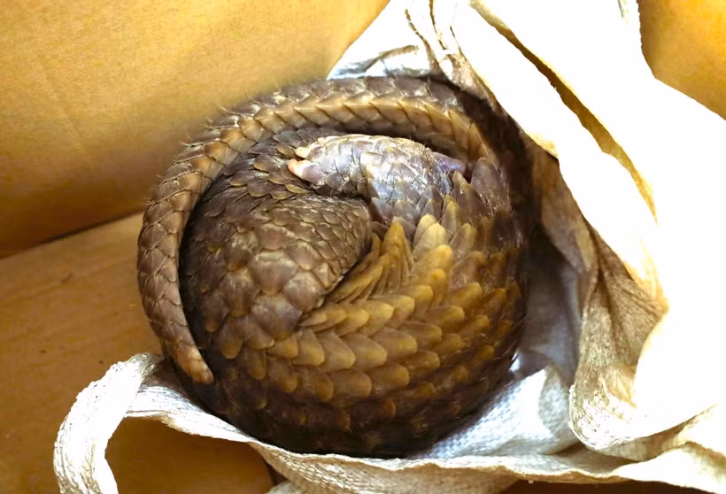 A 2kg pangolin is released back into the wild at the Pu Huong Nature Reserve on May 6, 2026. (Photo published by VNA)
