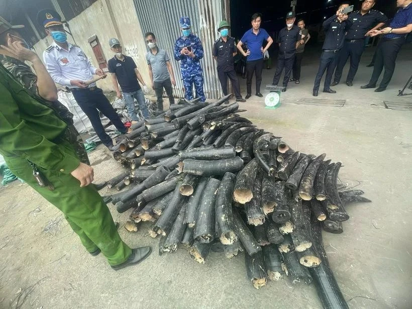 Seized ivory confiscated by authorities at Lach Huyen International Port in Hai Phong. (Photo: VNA)