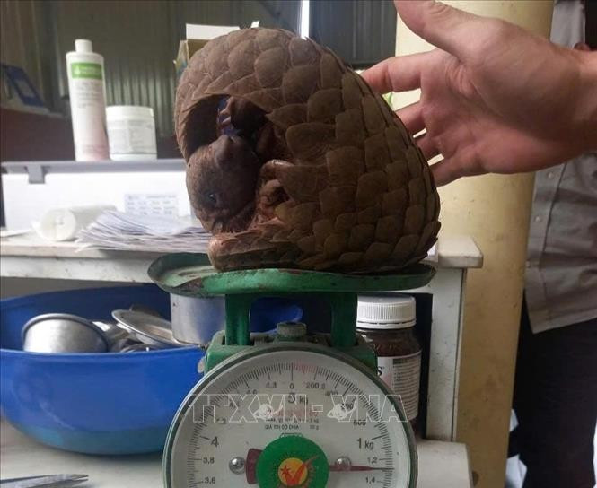 The Javan pangolin is handed over to forest rangers. (Photo published by VNA)