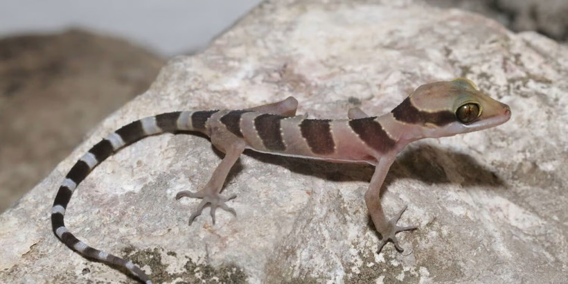 Kamping Poi bent-toed gecko, Cyrtodactylus kampingpoiensis. (Photo: www.fauna-flora.org)