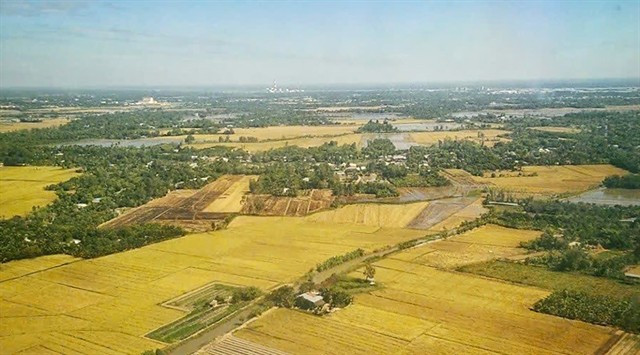 The latest approvals underscore the growing presence of Vietnamese rice in one of the world’s most demanding markets. (Photo: VNA)