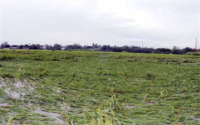 Over 10,800 hectares of rice flattened in Ha Nam province (Photo: VNA) vna_potal_anh_huong_bao_so_3_ha_nam_hon_10800_ha_lua_bi_do_nhieu_cay_coi_bi_quat_nga_7580015.jpg