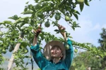 A farmer in Lai Chau province takes care of a passion fruit tree. (Photo: VNA)