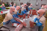 Completing export-grade tuna products at the Ba Hai JSC factory in Phu Yen province. (Photo: VNA) 