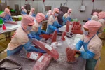 Completing export-grade tuna products at the Ba Hai JSC factory in Phu Yen province. (Photo: VNA) 
