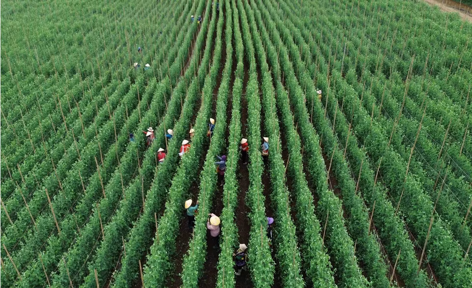 Trong Nghia Company in Lai Chau province produces vegetables and fruits for domestic consumption and export to Japan, the Republic of Korea, and Australia. (Photo: VNA)