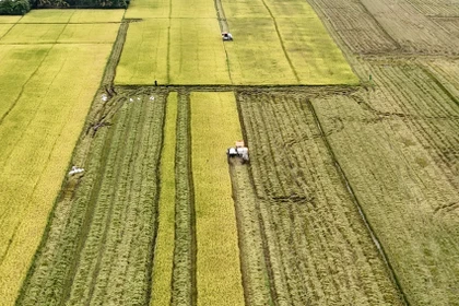 A combine harvester harvests ripe rice. Exports are the main driver of Vietnam's GDP growth. (Photo: VNA)