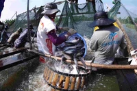 Farmers harvest pangasius at a fish farm in An Giang province, where the industry continues to adapt to shifting global demand. (Photo: VNA)