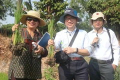 Shobha Shetty, Global Director for Food and Agriculture at the World Bank (first, left) inspects rice grown under the emission-reducing farming model. (Photo: VNA)