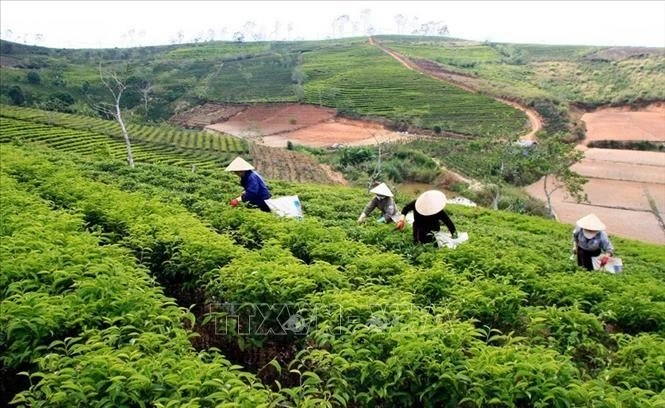By 2025, Lam Dong province’s tea cultivation area shrinks to about 12,000 ha of raw material zones. (Photo: VNA)