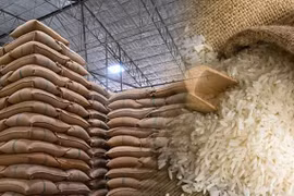 Fifteen regional state reserve branches organise bidding sessions to purchase 200,000 tons of rice. (Photo thesaigontimes.vn)