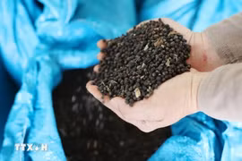 Vietnam’s pepper exports maintain strong growth momentum of over 25%, earning nearly 1.4 billion USD in the first ten months of 2025. (Photo: VNA)