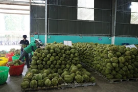 Farmers in the Central Highlands province of Dak Lak collect and prepare durians for export. (Photo: VNA)