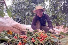 Pepper export earnings hit all-time high in 2025 (Photo: VNA) 