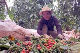 Pepper export earnings hit all-time high in 2025 (Photo: VNA) 