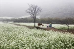 Moc Chau - a springtime plateau amid the clouds