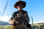 Ly Son - Kingdom of onions and garlic