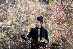 Son La in plum blossom season